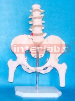 FEMALE PELVIS WITH 5 LUMBARS & FEMUR HEADS ON BASE